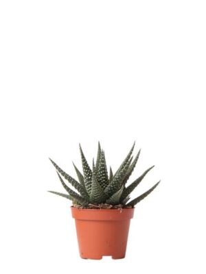 Kolibri Greens | Groene plant - Succulent Haworthia Royal Highnness - potmaat Ø6cm - groene kamerplant - vers van de kweker