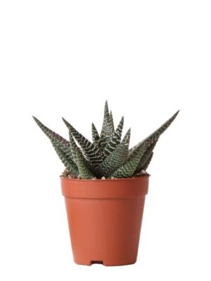 Kolibri Greens | Groene plant - Succulent Haworthia Royal Highnness - potmaat Ø9cm - groene kamerplant - vers van de kweker