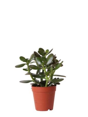 Kolibri Greens | Groene plant - Succulent Crassula Ovata - groene kamerplant - vers van de kweker - Ø9cm