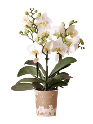 Kolibri Orchids | Witte phalaenopsis orchidee - Lausanne - potmaat Ø9cm | bloeiende kamerplant - vers van de kweker