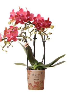 Kolibri Orchids | rode Phalaenopsis orchidee - Congo - potmaat Ø9cm | bloeiende kamerplant - vers van de kweker