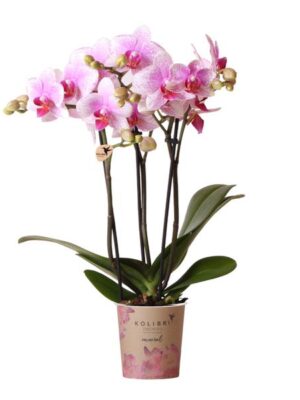 Kolibri Orchids | Roze Phalaenopsis orchidee - Mineral Rotterdam - potmaat Ø9cm | bloeiende kamerplant - vers van de kweker