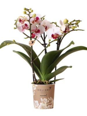 Kolibri Orchids | Witte Phalaenopsis orchidee - Mineral Gibraltar - potmaat Ø9cm | bloeiende kamerplant - vers van de kweker