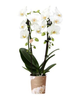 Kolibri Orchids | witte Phalaenopsis orchidee - Niagara Fall - potmaat Ø9cm | bloeiende kamerplant - vers van de kweker