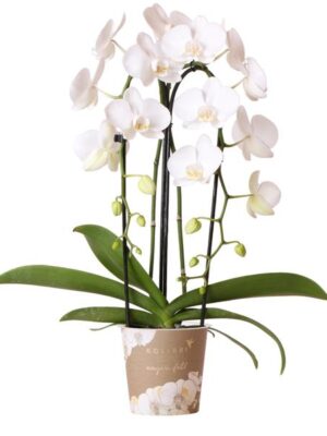 Kolibri Orchids | witte Phalaenopsis orchidee - Niagara Fall - potmaat Ø12cm | bloeiende kamerplant - vers van de kweker