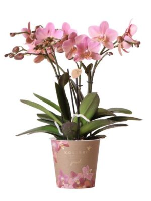 Kolibri Orchids | Oudroze Phalaenopsis orchidee - Jewel Treviso - potmaat Ø12cm | bloeiende kamerplant - vers van de kweker