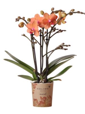 Kolibri Orchids | Oranje Phalaenopsis orchidee - Mineral Bolzano - potmaat Ø9cm | bloeiende kamerplant - vers van de kweker