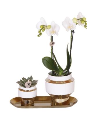 Kolibri Company - Set van witte orchidee en Succulent op gouden dienblad