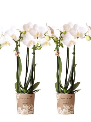Kolibri Orchids | COMBI DEAL van 2 witte Phalaenopsis orchideeën - Amabilis - potmaat Ø9cm | bloeiende kamerplant - vers van de kweker