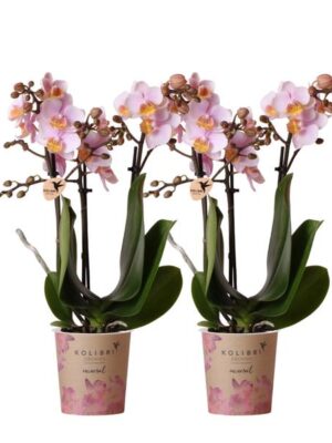Kolibri Orchids | COMBI DEAL van 2 Roze phalaenopsis orchideeën - Andorra - potmaat Ø9cm | bloeiende kamerplant - vers van de kweker
