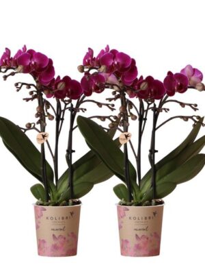 Kolibri Orchids | COMBI DEAL van 2 paarse phalaenopsis orchideeën - Morelia - potmaat Ø9cm | bloeiende kamerplant - vers van de kweker