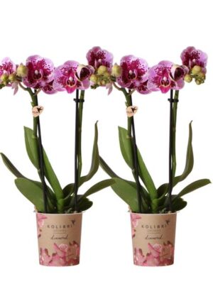Kolibri Orchids | COMBI DEAL van 2 roze paarse phalaenopsis orchideeën - El Salvador - potmaat Ø9cm | bloeiende kamerplant - vers van de kweker