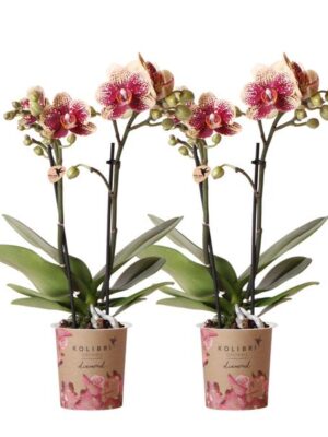 Kolibri Orchids | COMBI DEAL van 2 geel rode phalaenopsis orchideeën - Spain - potmaat Ø9cm | bloeiende kamerplant - vers van de kweker