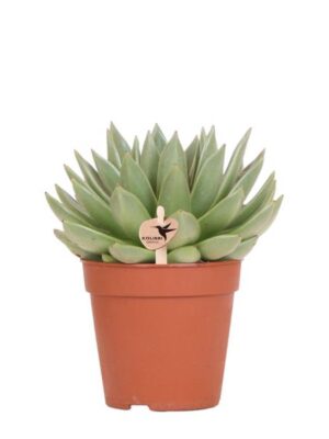 Kolibri Greens | Groene plant - Succulent Echeveria Miranda - groene kamerplant - vers van de kweker - Ø12cm