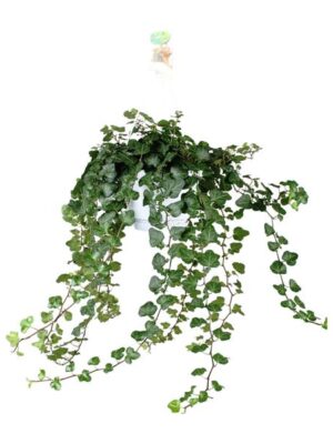 Hedera Helix Wonder - Ø17 - ↨70cm