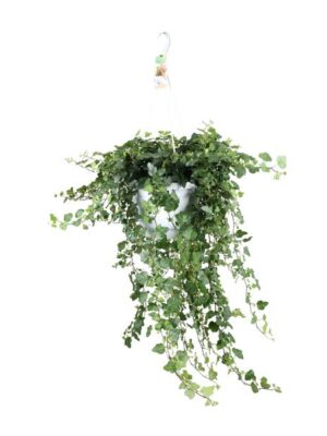 Hedera Helix Wonder - Ø24 - ↨70cm