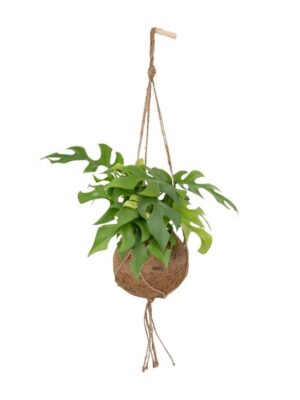 Kokodama Monstera Minima Hang - Gatenplant - 25cm - Ø15