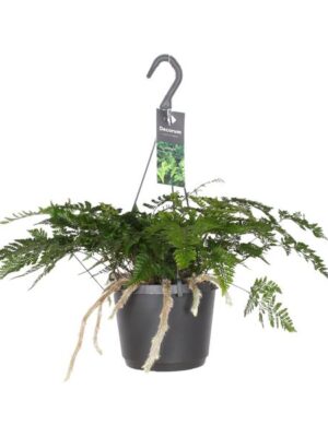 Humata Tyermannii - Ø17cm - ↕20cm
