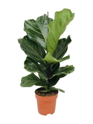 Ficus Lyrata - Ø17cm - ↕75cm