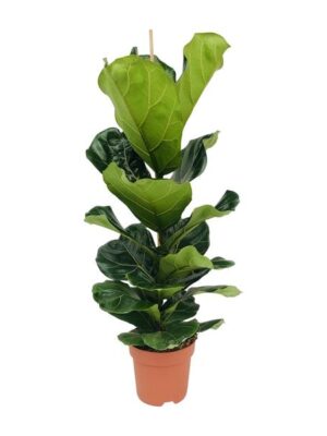 Ficus Lyrata - Ø21cm - ↕100cm