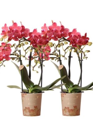 Kolibri Orchids | COMBI DEAL van 2 rode Phalaenopsis orchideeën - Congo - potmaat Ø9cm bloeiende kamerplant - vers van de kweker
