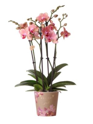 Kolibri Orchids | Oranje roze Phalaenopsis orchidee - Jewel Pirate Picotee - potmaat Ø12cm bloeiende kamerplant - vers van de kweker