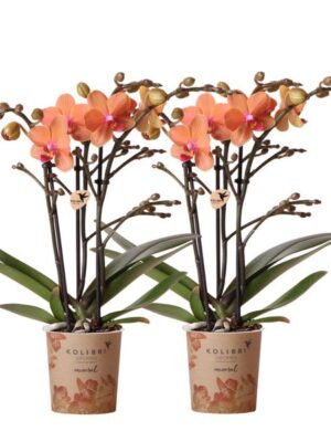 Kolibri Orchids | COMBI DEAL van 2 oranje Phalaenopsis orchideeën - Bolzano - potmaat Ø9cm bloeiende kamerplant - vers van de kweker