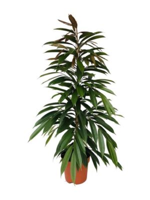 Ficus Binnendijkii Amstel King Ø21cm - ↕95cm