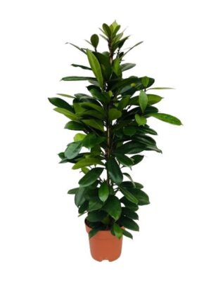Ficus Cyathistipula - Ø21cm - ↕105cm
