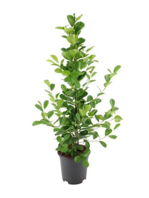 Ficus microcarpa Moclame - Ø21cm - ↕95cm