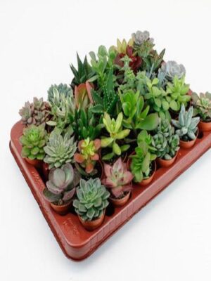 LOCK | Succulenten 30 Stuks Potmaat 5,5cm