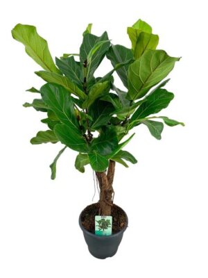 Ficus Lyrata - Ø26cm - ↕100cm