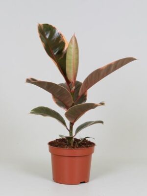 Ficus Elastica Belize - Ø12 ↕30