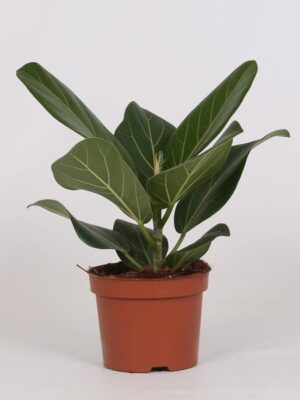 Ficus Bengalensis - Ø12 ↕25
