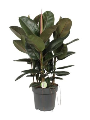 Ficus Robusta - Ø27cm - ↕90cm