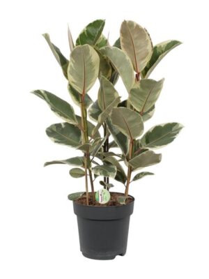 Ficus Tineke - Ø27cm - ↕85cm