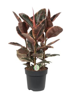 Ficus Belize - Ø27cm - ↕80cm