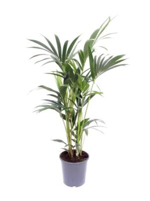 Howea Forsteriana - Ø17cm - ↕75cm