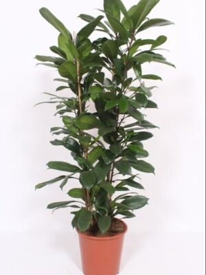 Ficus Cyathistipula - Ø27cm - ↕120cm