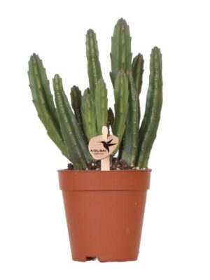 Kolibri Greens | Groene plant - Stapelia - groene kamerplant - vers van de kweker - Ø9cm