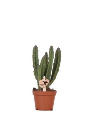 Kolibri Greens | Groene plant - Stapelia - groene kamerplant - vers van de kweker - Ø6cm