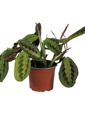 Maranta Leuconeura Fascinator - Ø12cm - ↕30cm