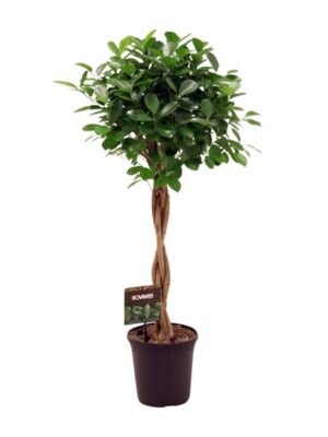 Ficus Micr. Moclame - Ø23cm - ↕110cm