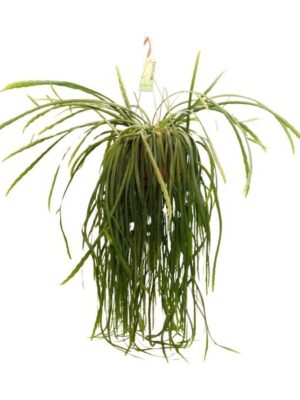 Lepismium Bolivianum - Ø21 ↕70
