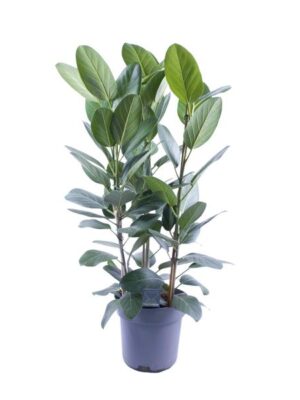 Ficus Binnendijkii Amstel King Gold - Ø27cm - ↕75cm