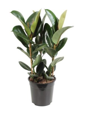 Ficus Elastica Robusta - Ø27cm - ↕85cm