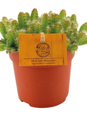 Hylocereus Undatus - Ø11cm - ↕15cm