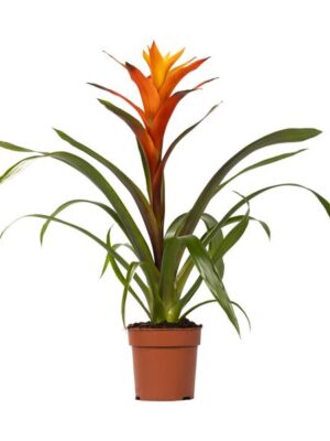 Guzmania Variada - Ø12 ↕50