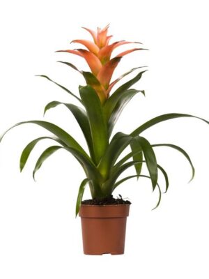 Guzmania Melissa - Ø12 ↕45
