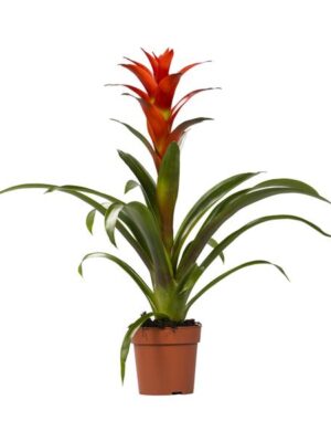 Guzmania Ostara - Ø12cm - ↕45cm